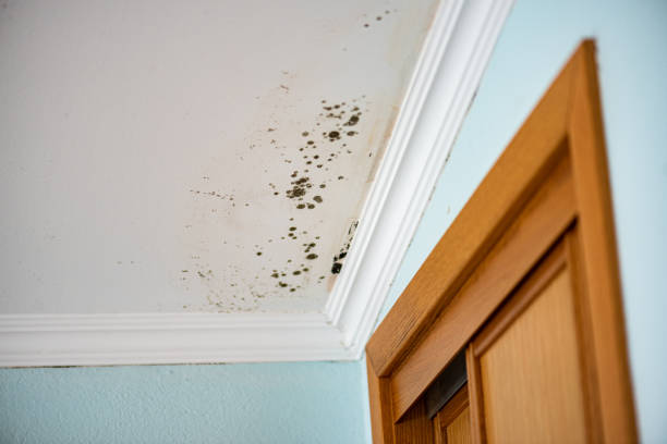 Best Mold Damage Repair  in Hillview, KY