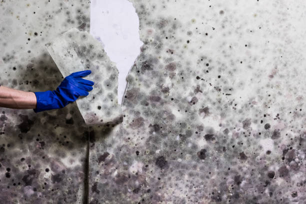 Best Commercial Mold Removal  in Hillview, KY
